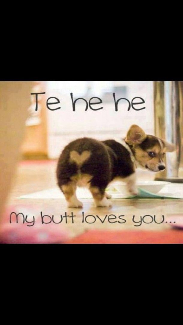best funny animal quotes ideas on pinterest animal humor